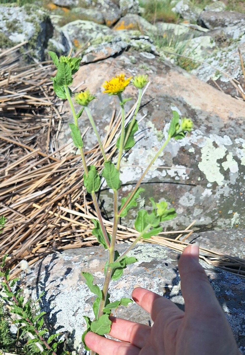 Aldama breviflosculosa photo 5