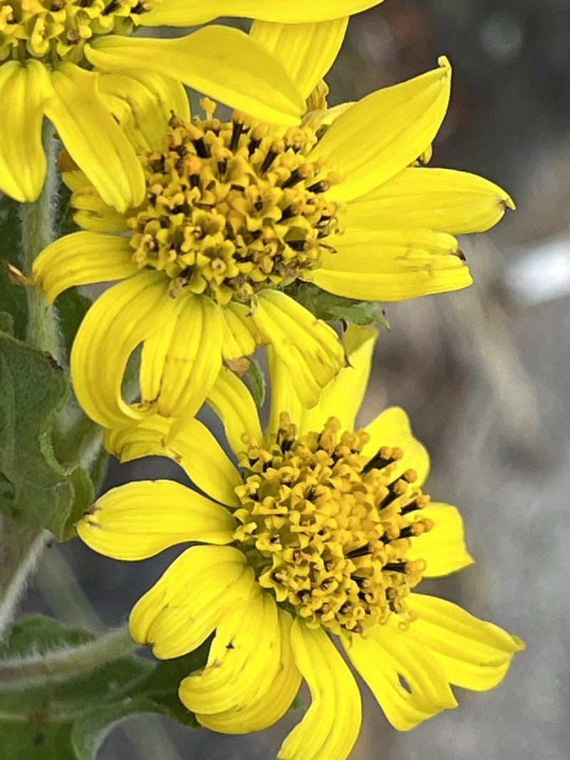 Aldama breviflosculosa