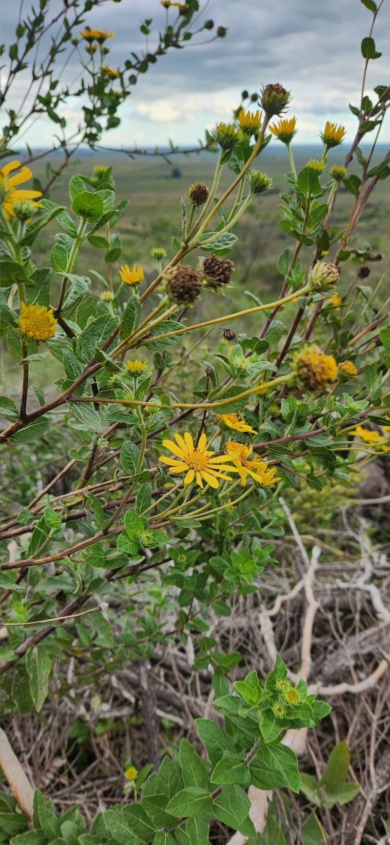 Aldama breviflosculosa photo 3