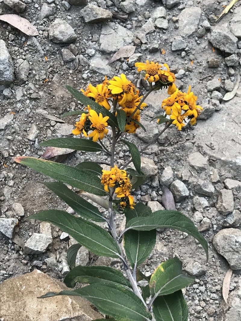 Aldama buddlejiformis photo 2