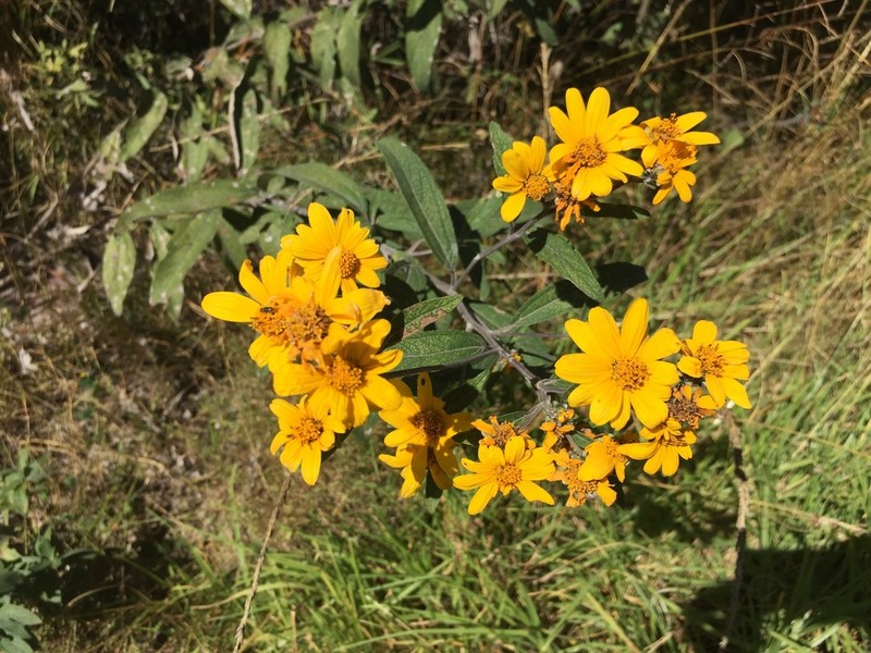 Aldama buddlejiformis photo 3