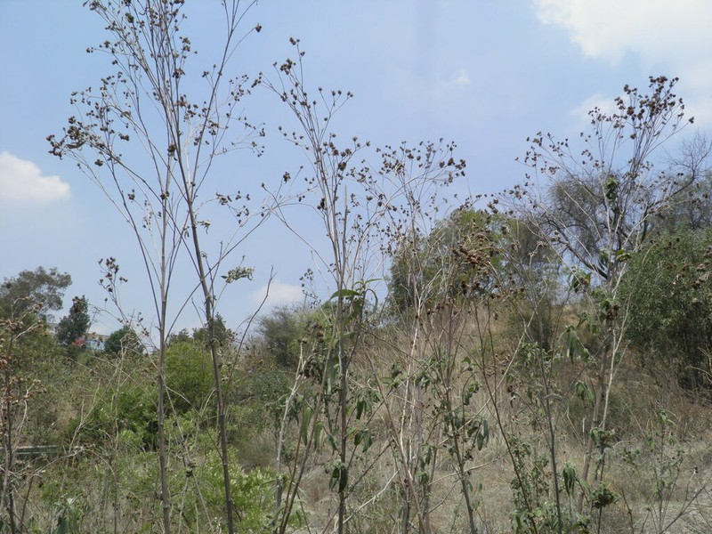 Aldama buddlejiformis photo 4
