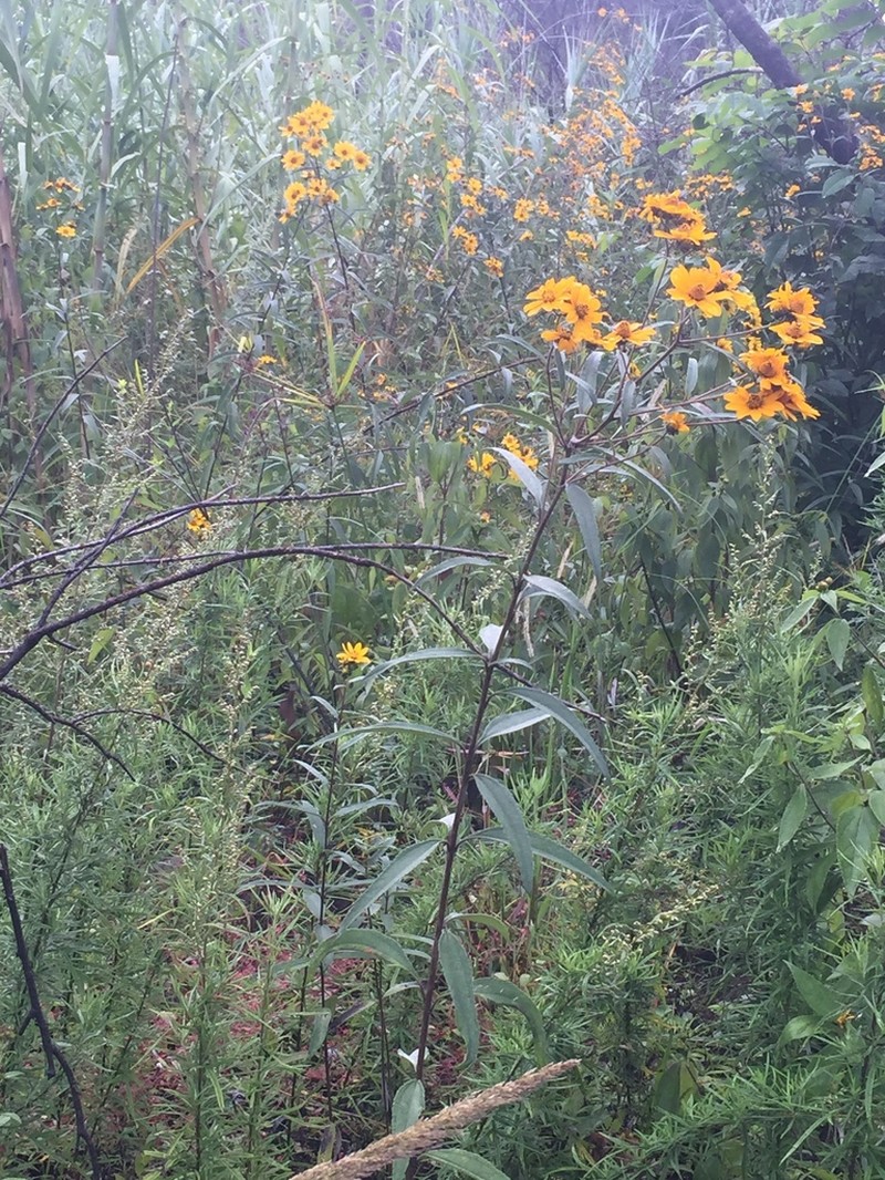 Aldama buddlejiformis photo 5