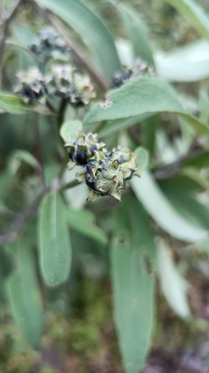 Aldama buddlejiformis photo 6