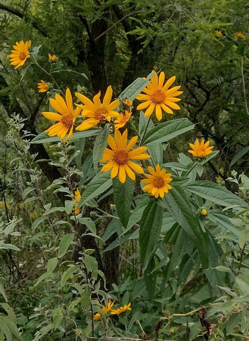 Aldama buddlejiformis photo 8