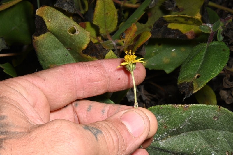 Aldama canescens photo 2
