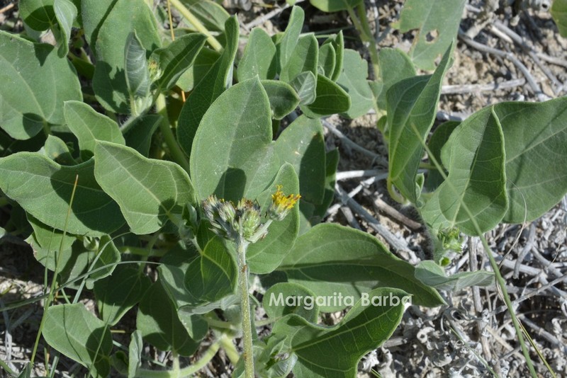 Aldama canescens photo 3