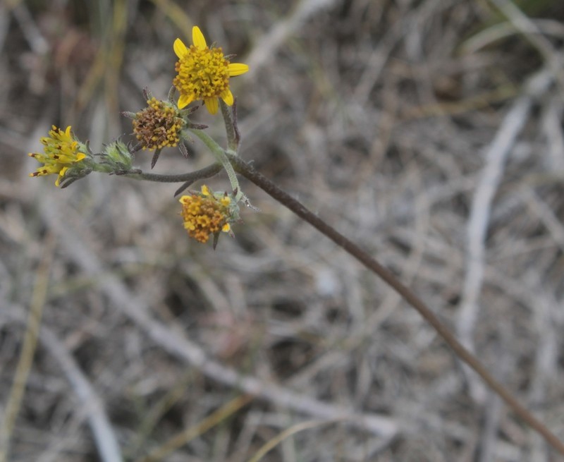 Aldama canescens photo 5