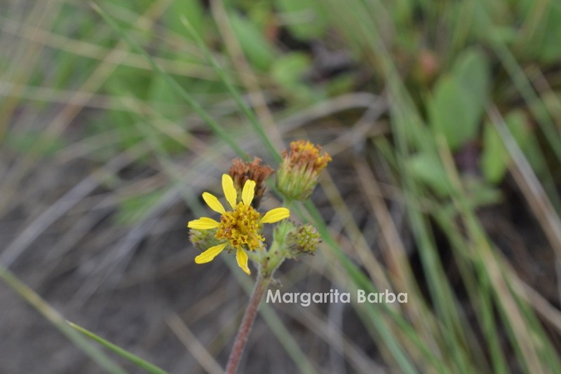 Aldama canescens photo 6