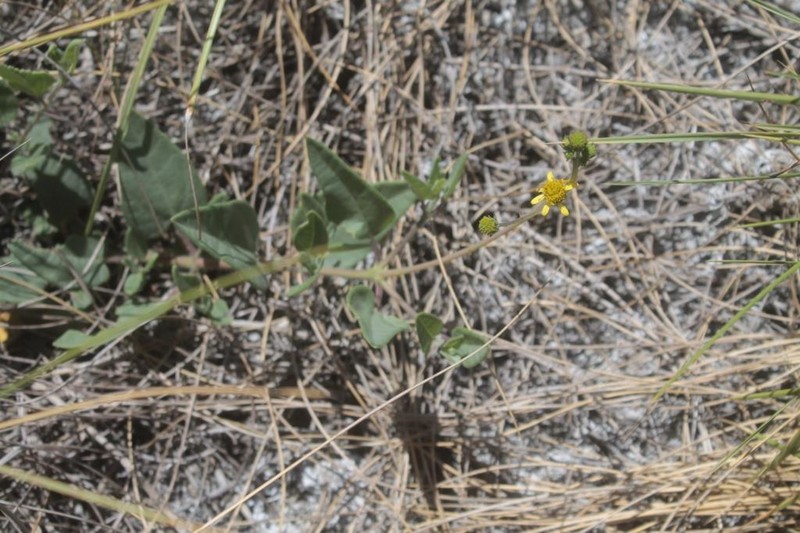 Aldama canescens photo 7