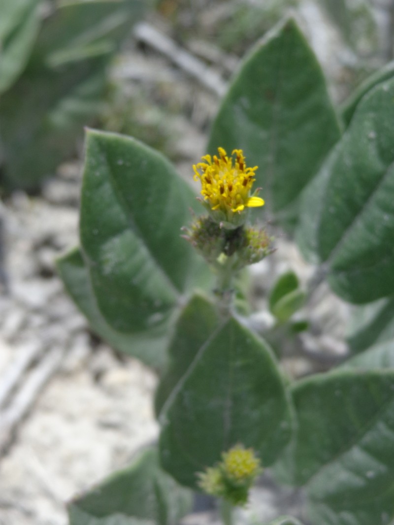 Aldama canescens photo 8