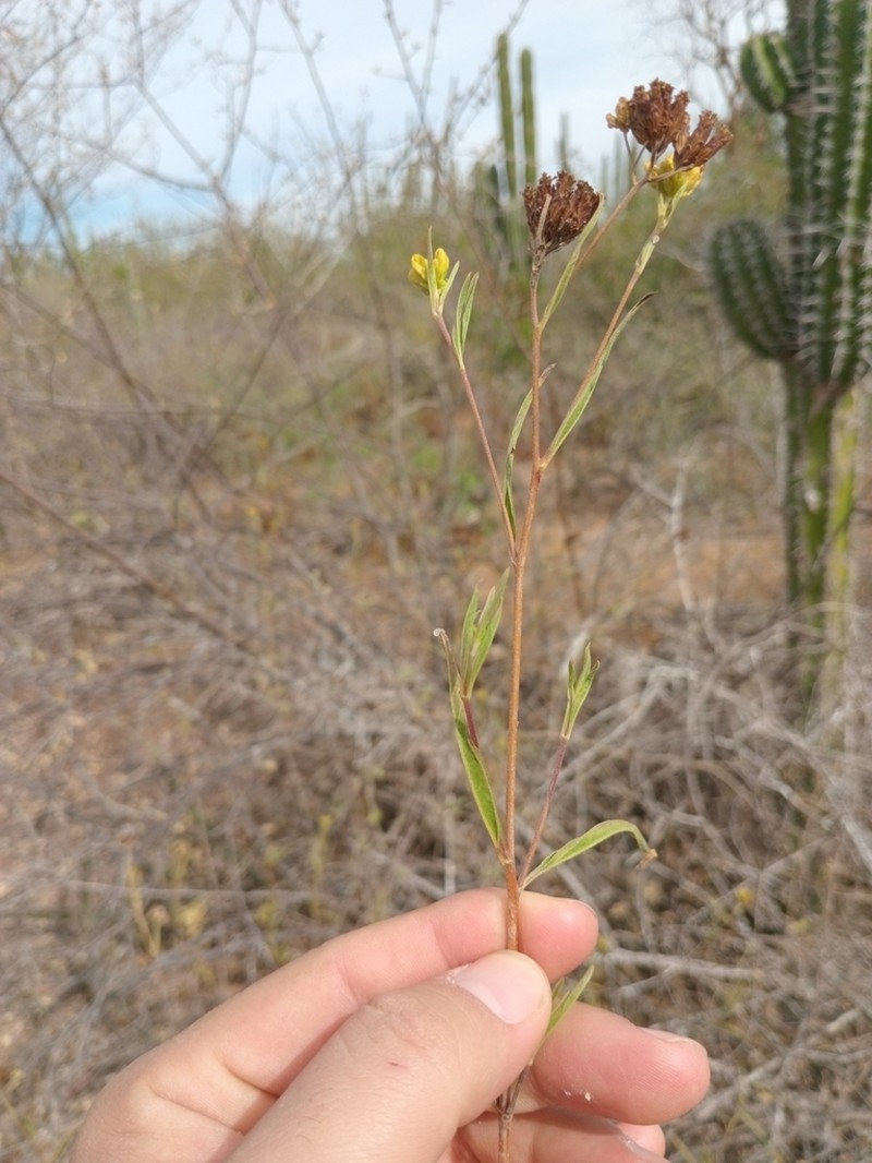 Aldama congesta photo 4