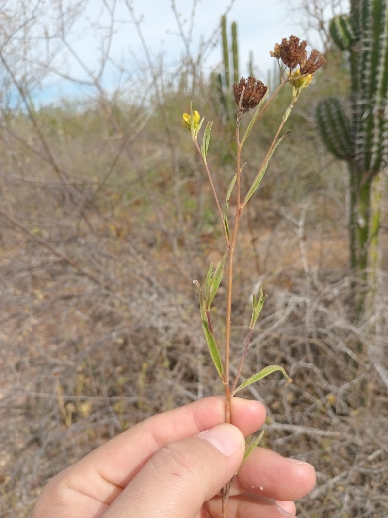 Aldama congesta photo 6