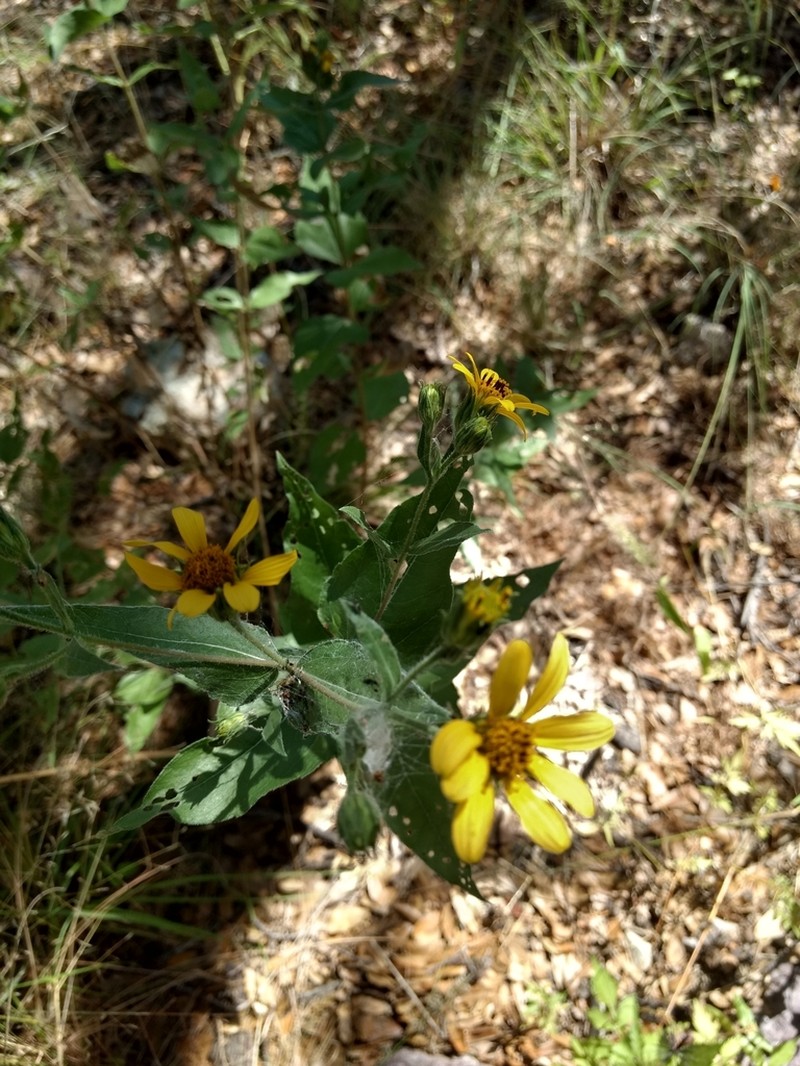 Heartleaf Goldeneye photo 7
