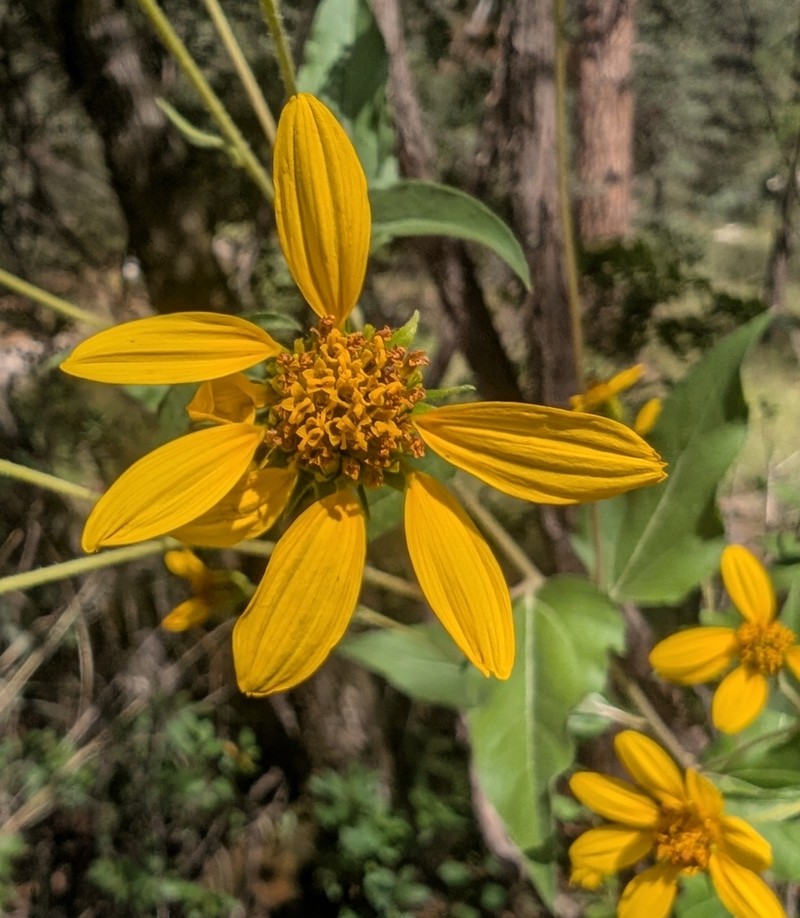 Heartleaf Goldeneye photo 8