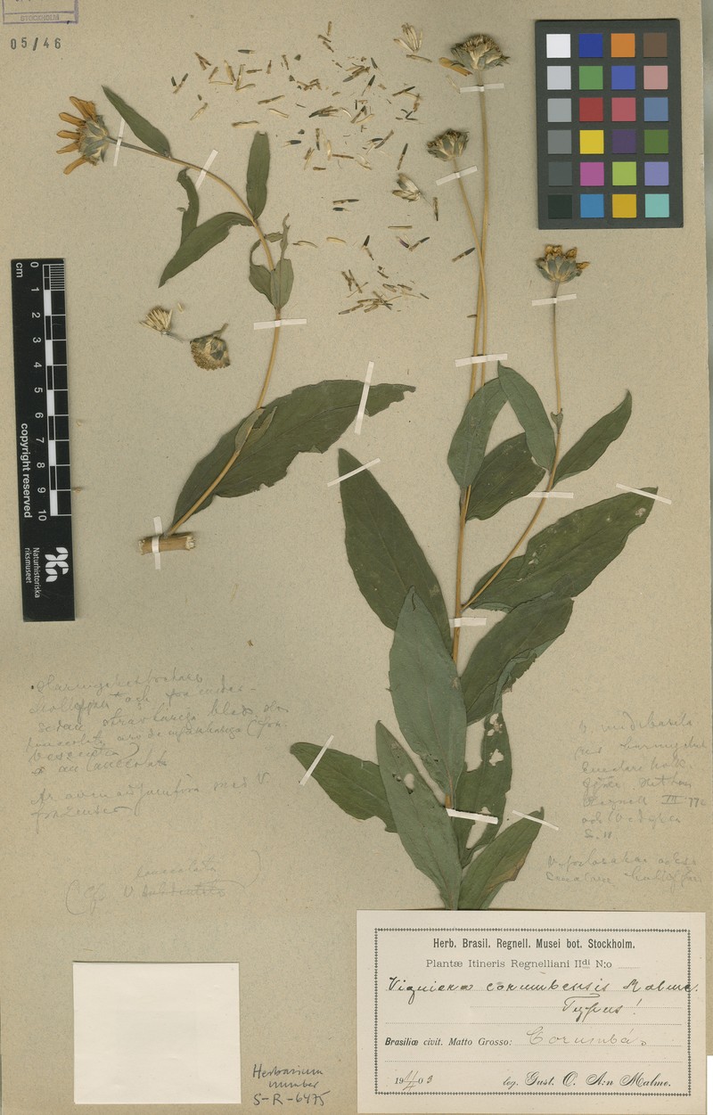 Aldama corumbensis