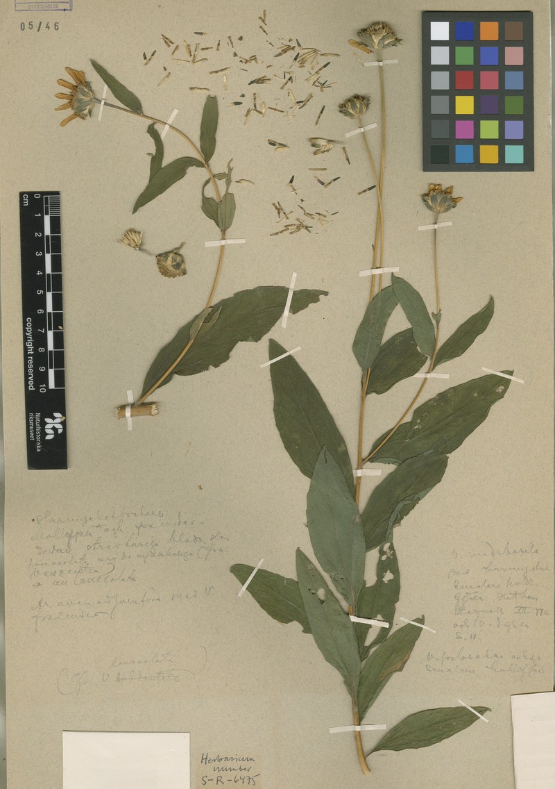 Aldama corumbensis