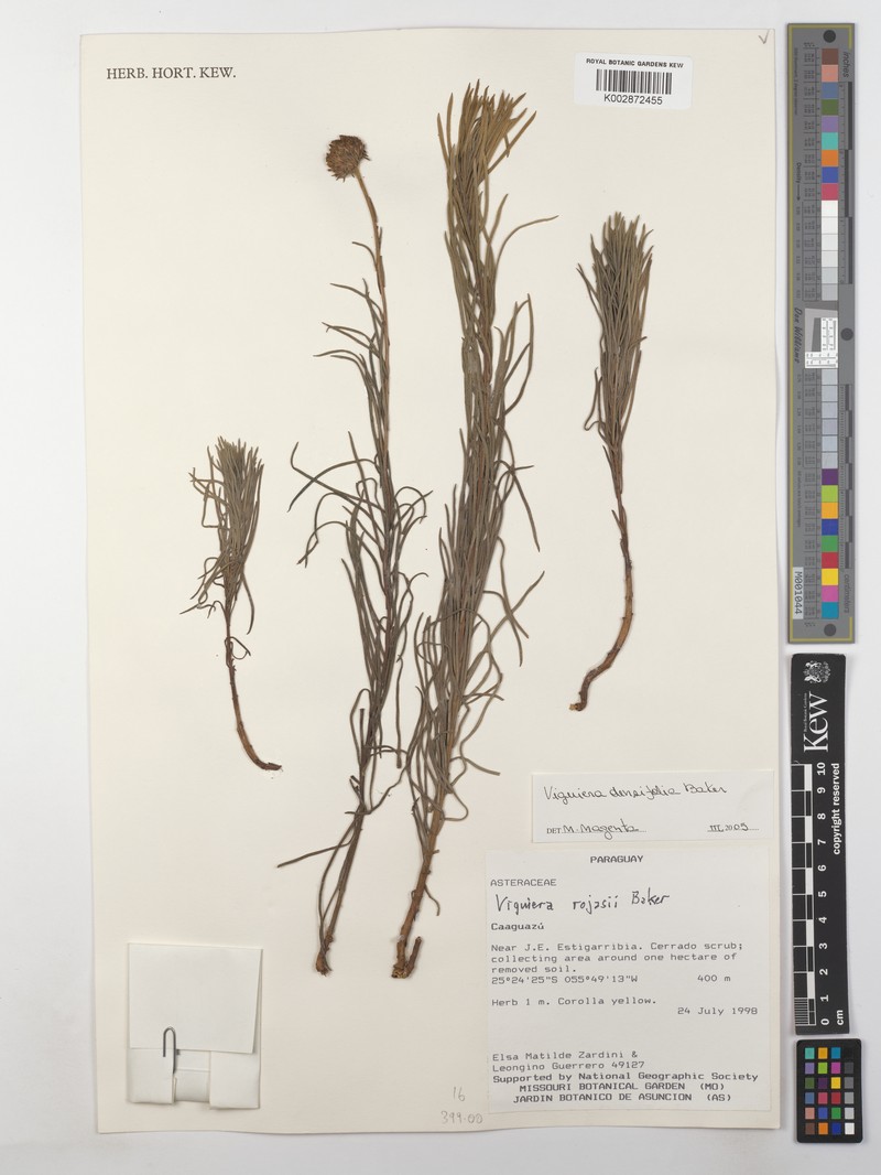 Aldama densifolia