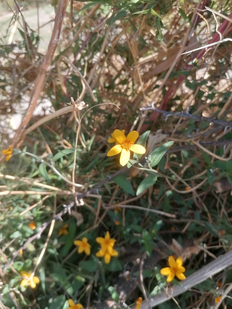 Aldama dentata