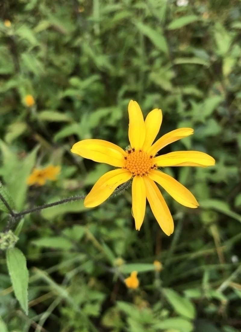 Aldama dentata photo 2