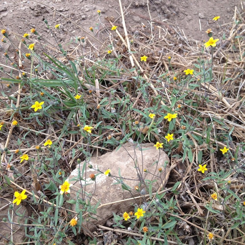 Aldama dentata photo 3