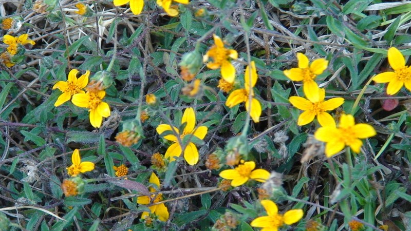 Aldama dentata photo 4