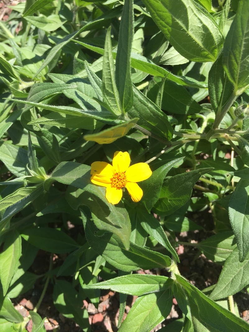 Aldama dentata photo 5