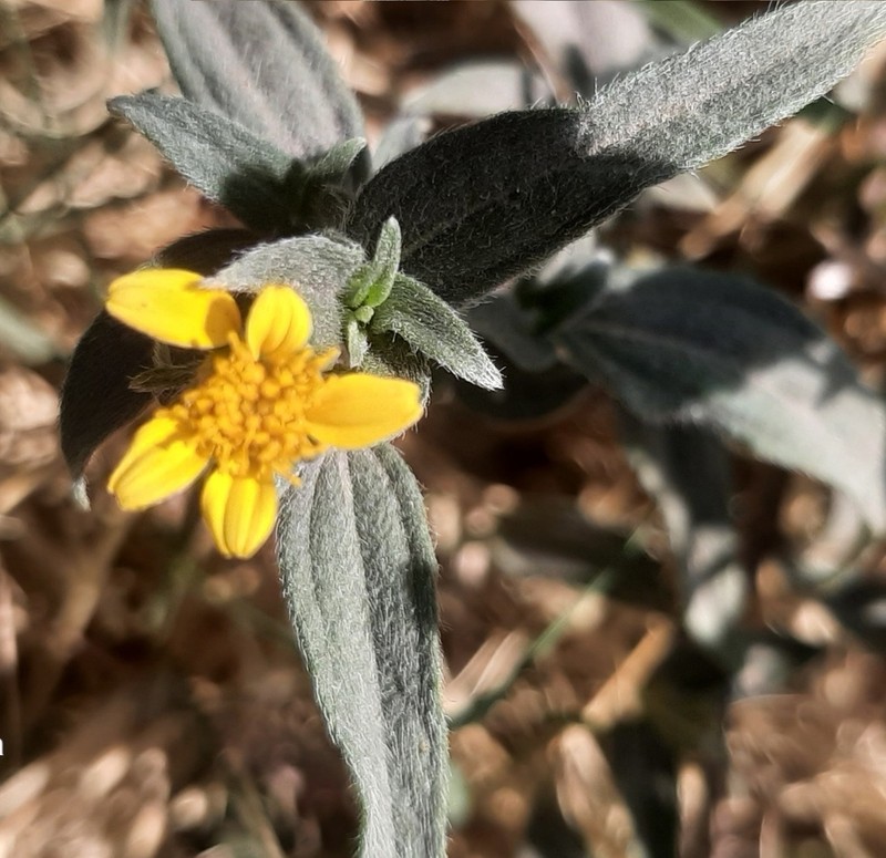 Aldama dentata photo 6