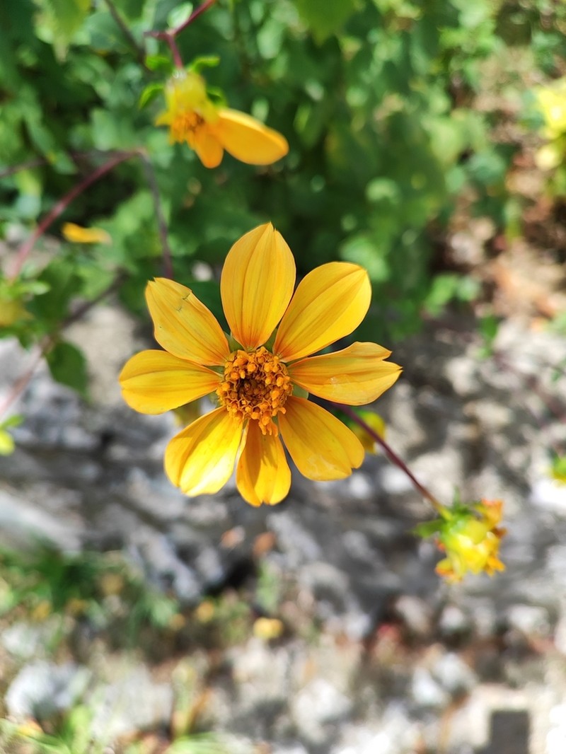 Aldama dentata photo 7