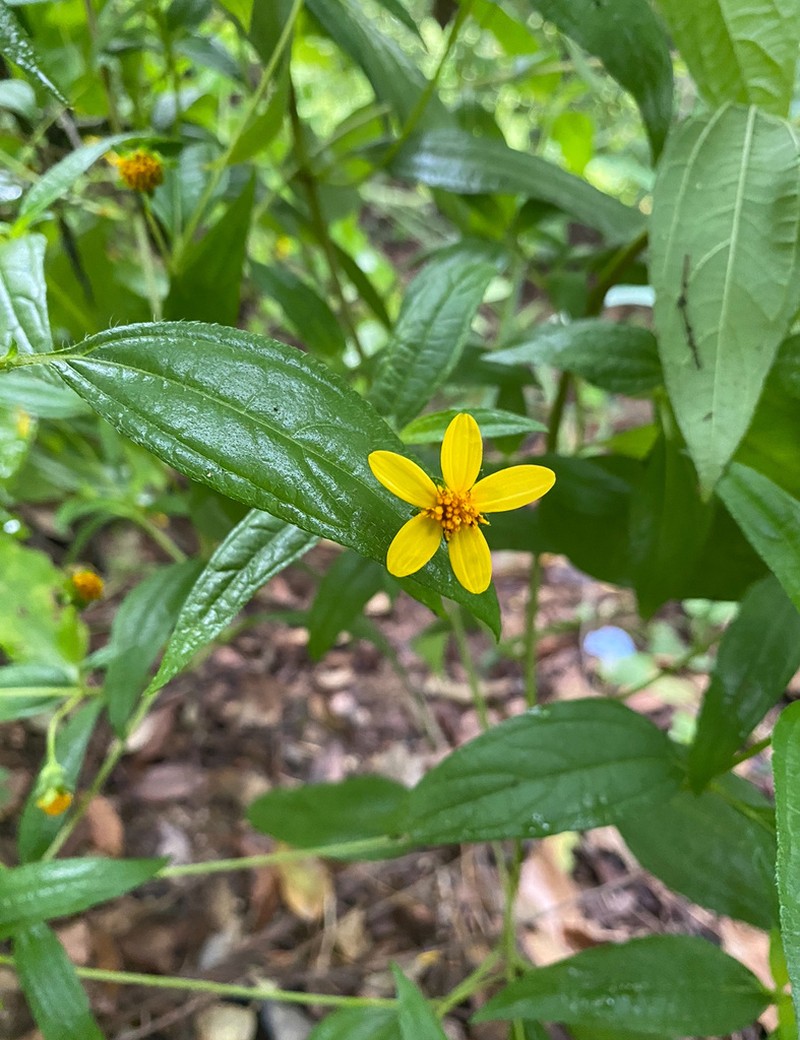 Aldama dentata photo 8