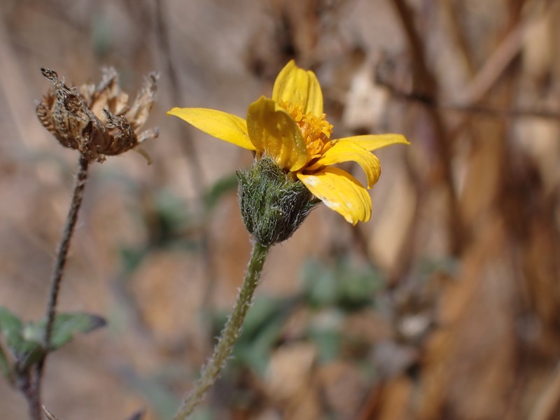 Aldama dentata var. dentata
