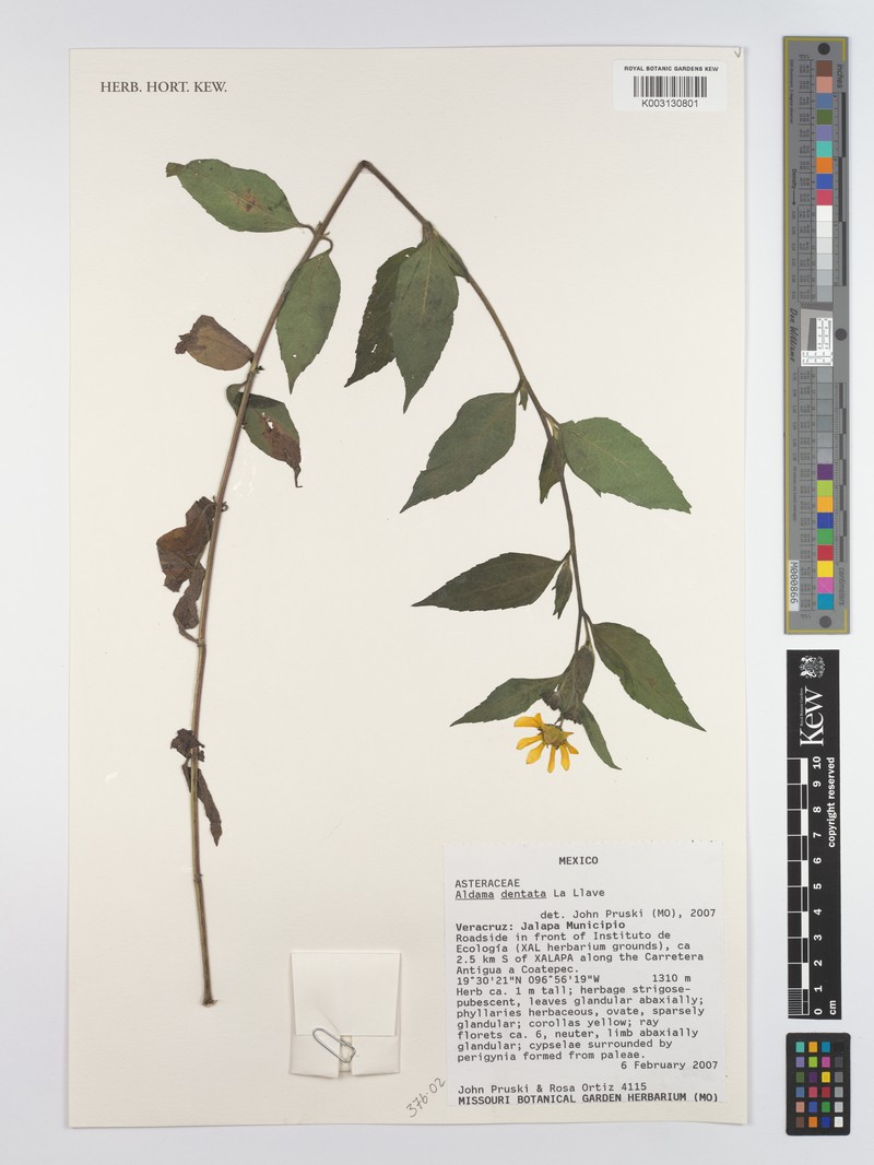 Aldama dentata var. dentata photo 2