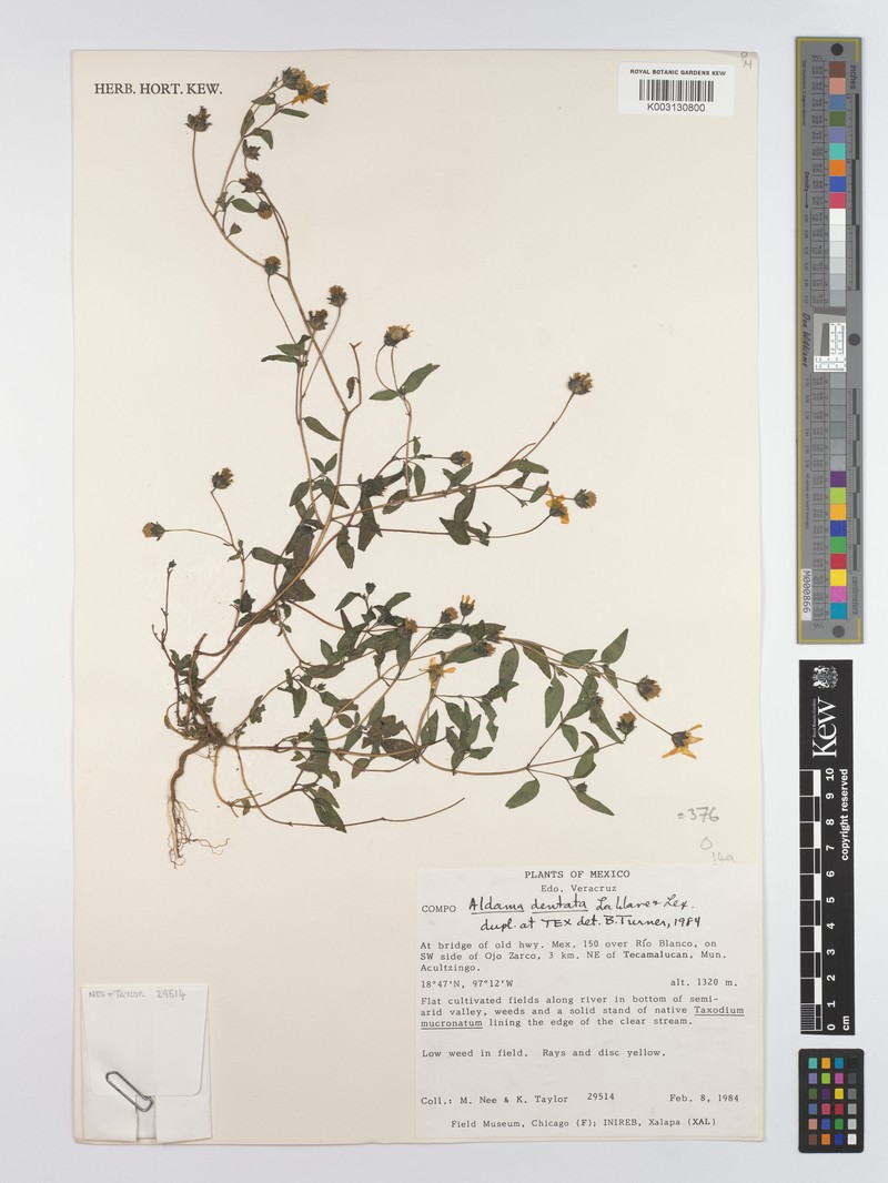 Aldama dentata var. dentata photo 3