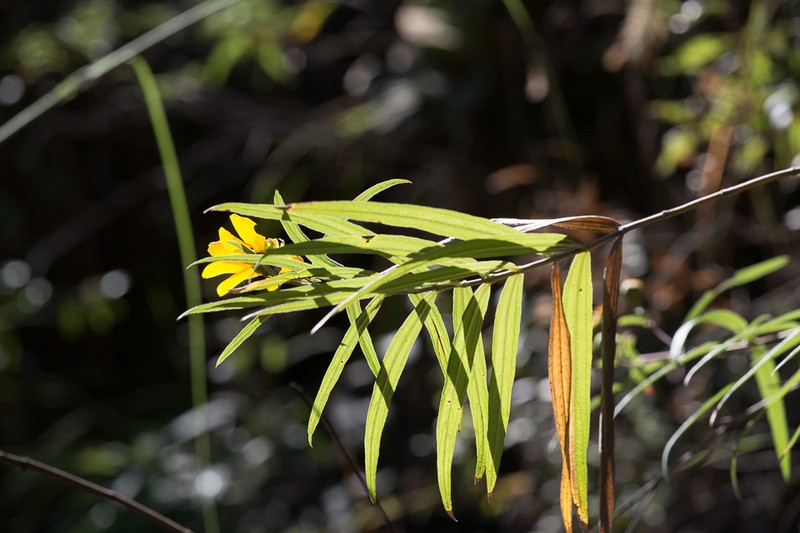Aldama ensifolia