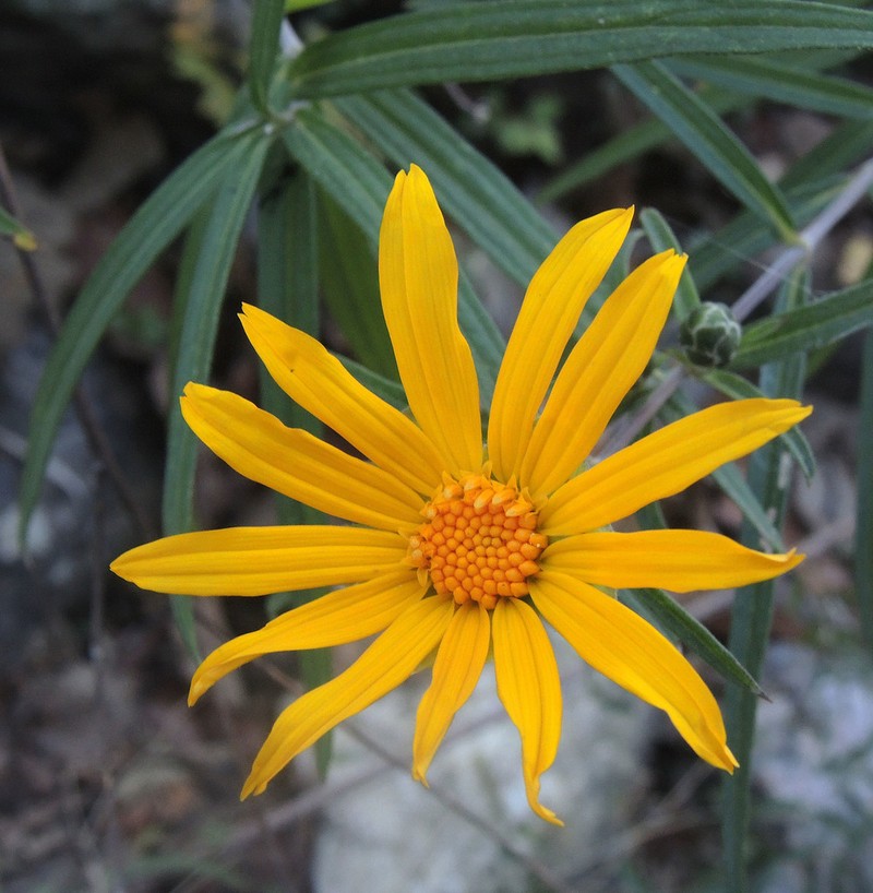 Aldama ensifolia photo 2