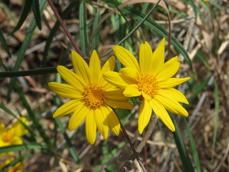 Aldama ensifolia photo 4