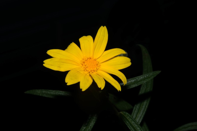 Aldama ensifolia photo 5