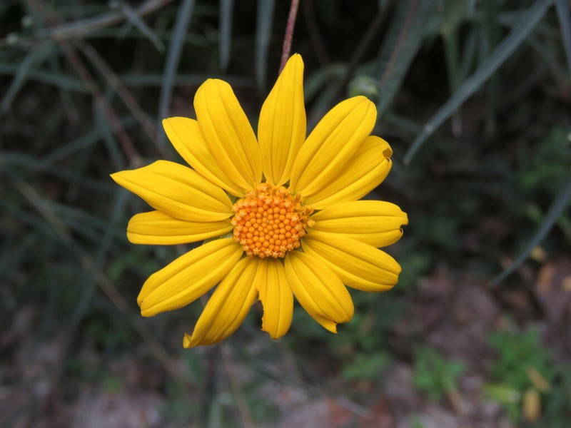 Aldama ensifolia photo 6