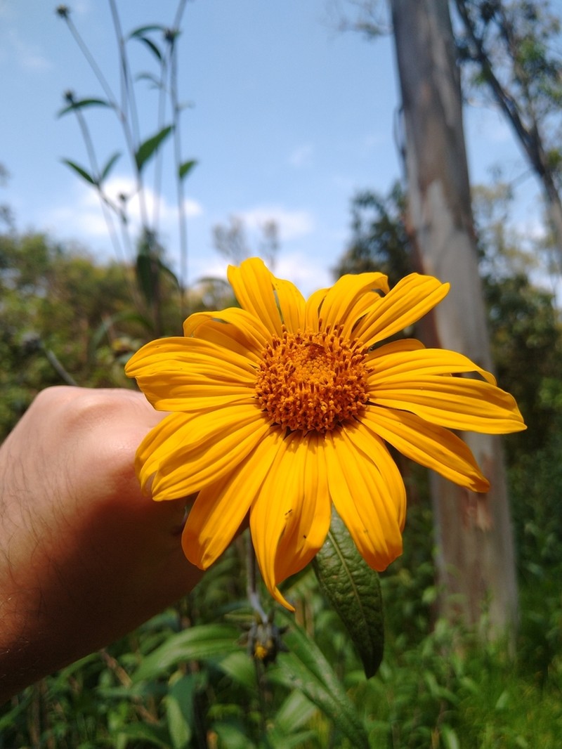 Aldama excelsa photo 6