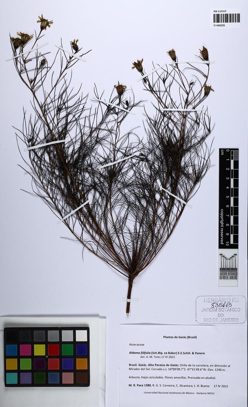 Aldama filifolia