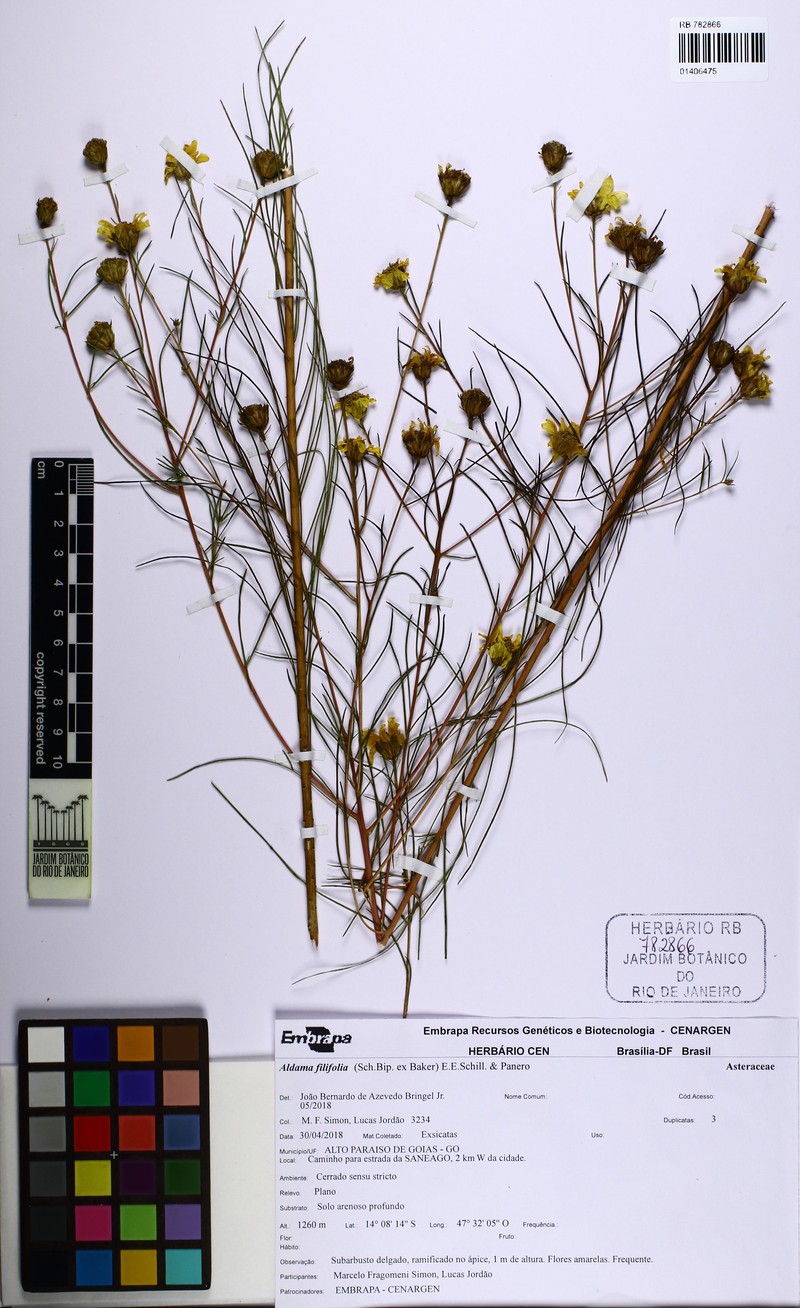 Aldama filifolia photo 2