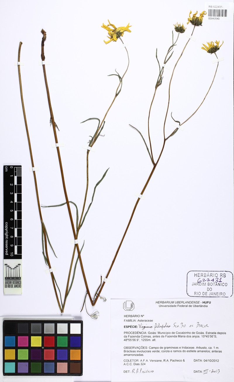 Aldama filifolia photo 4