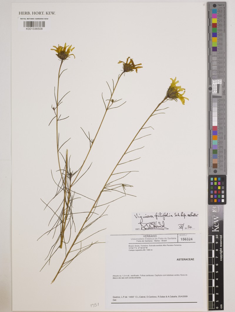Aldama filifolia photo 5