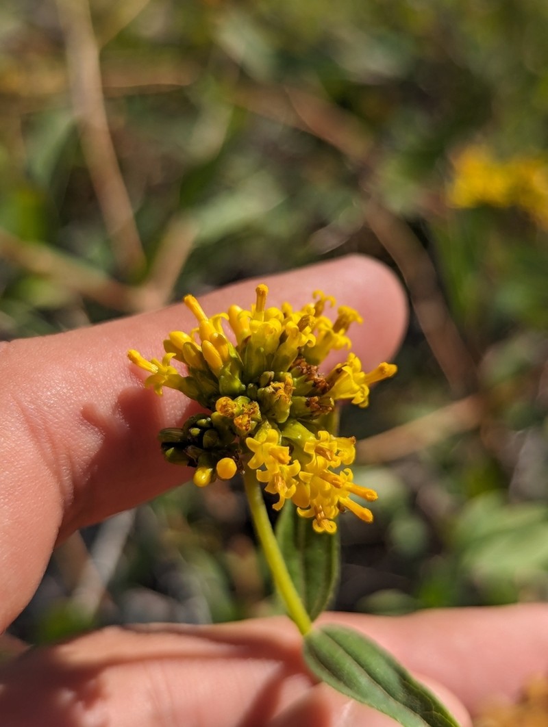 Aldama fruticosa