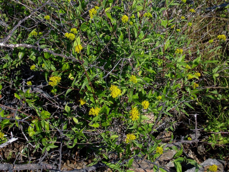 Aldama fruticosa photo 2