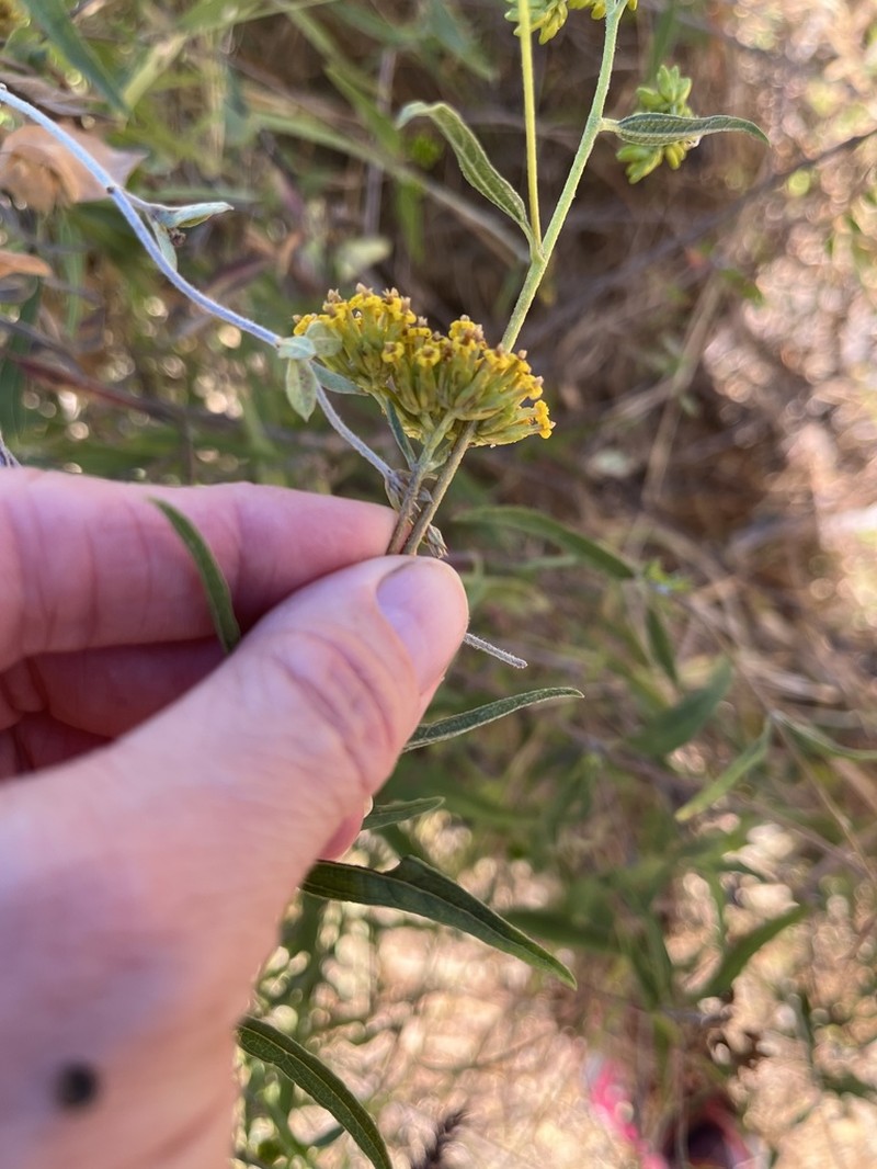 Aldama fruticosa photo 3
