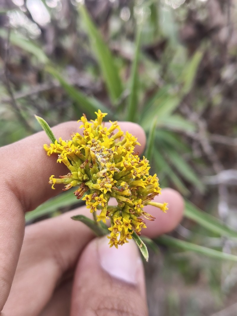 Aldama fruticosa photo 4