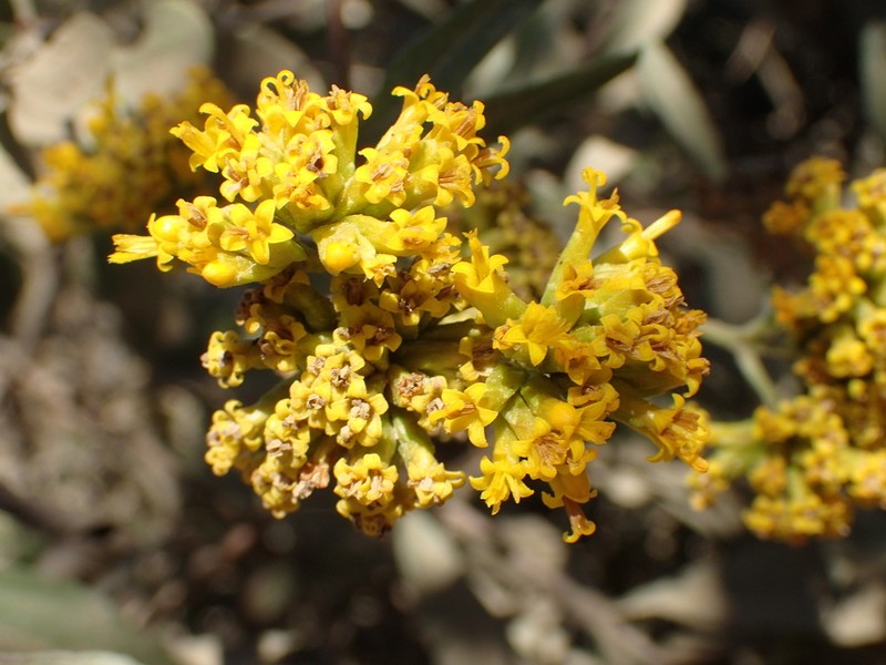 Aldama fruticosa photo 5