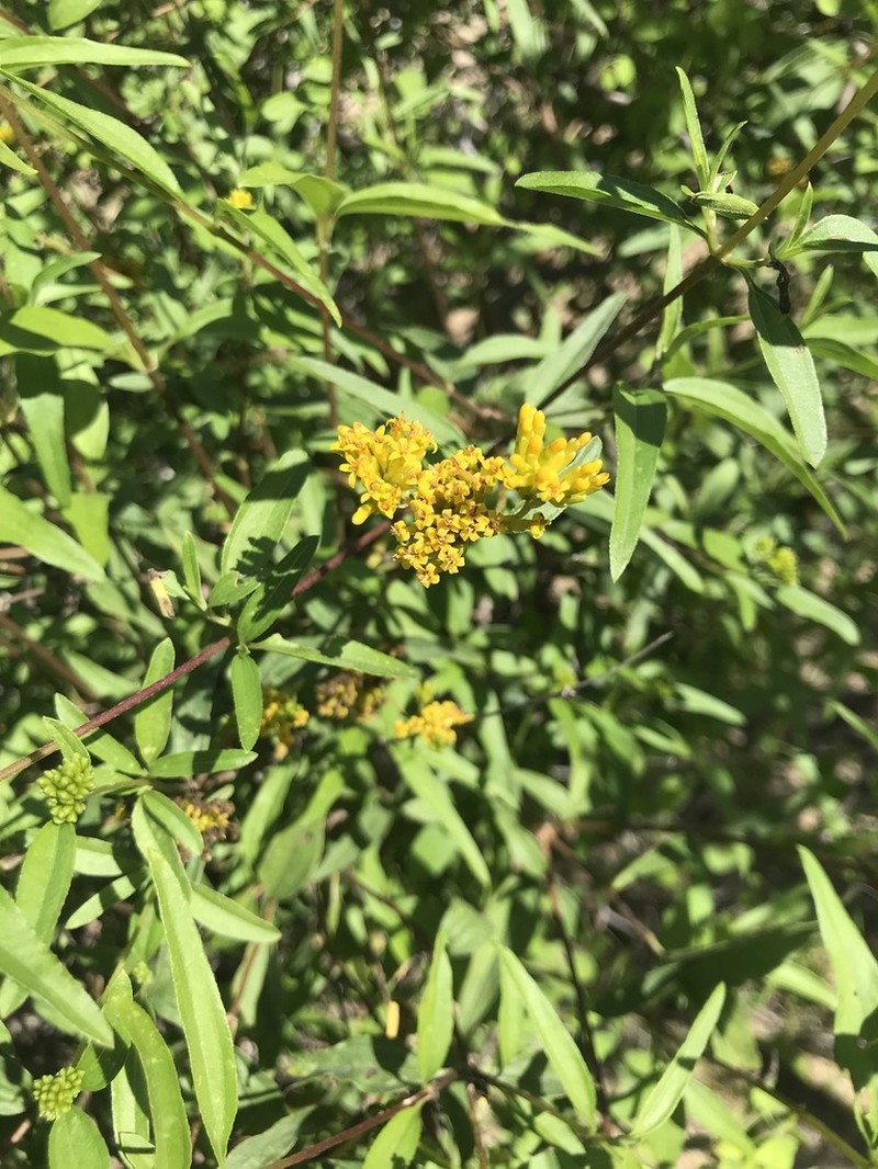 Aldama fruticosa photo 6
