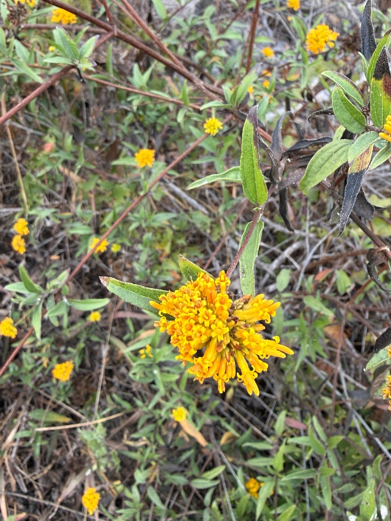 Aldama fruticosa photo 7